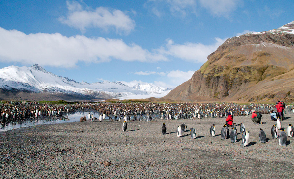 Besuche an Orten wie auf der subantarktischen Insel SÃ¼dgeorgien sind HÃ¶hepunkte fÃ¼r Antarktisreisende. Strenge Regeln und ManagementplÃ¤ne stellen sicher, dass die antarktischen Tiere ungestÃ¶rt sind und so das Wildnis-Erlebnis fÃ¼r die Besucher maximiert wird. Bild: Michael Wenger
