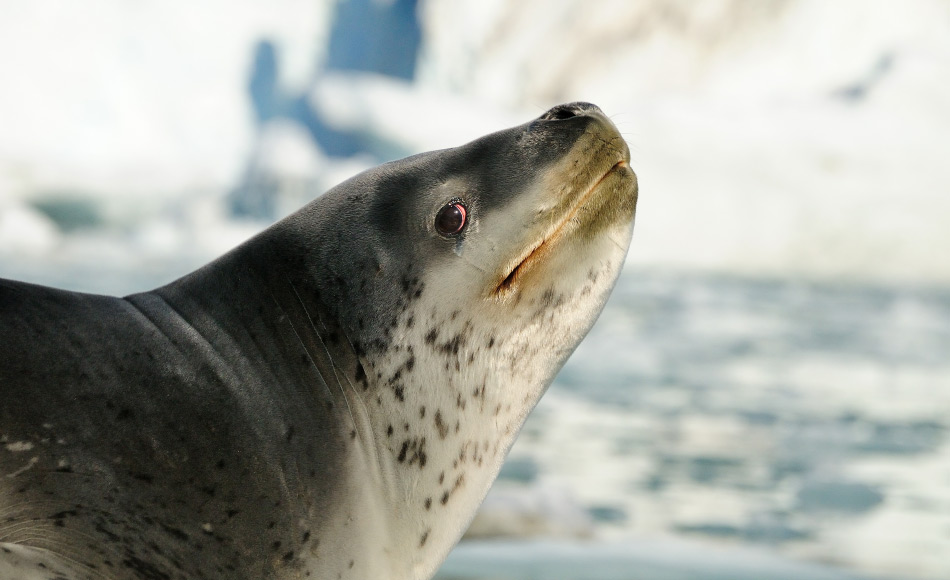 Auf Südgeorgien sind Seeleoparden immer wieder zu finden, meist am Anfang oder am Ende der Saison, wenn das Packeis etwas näher an der Insel ist. Nahrung ist aufgrund der Königspingiune im Überfluss vorhanden, auch im Winter. Bild: Michael Wenger