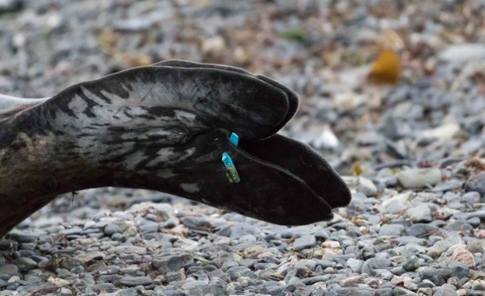 Die kleinen Sensoren sind für die Tiere keine Behinderung und können zumindest technisch gesehen relativ leicht entfernt werden. Bild: John Dickens