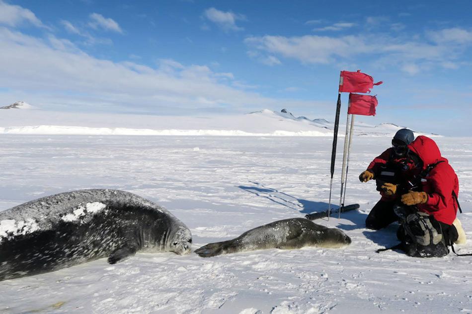 Der Doktorand Terrill Paterson (links) und Forscherin Erika Nunlist (rechts) sammeln Daten einer Robbe und ihres Jungtieres. Die beiden sind Teil einer grösseren Ansammlung von Weddellrobben bei Turtle Rock im McMurdo Sound. Bild: Jay Rotella