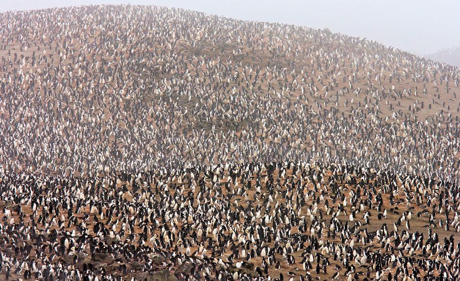 Eine der grÃ¶ssten Pinguinkolonien der Welt liegt auf Zavodovski und besteht aus rund 2 Millionen ZÃ¼gelpinguinen. Diese brÃ¼ten im Schatten von Mt. Curry wegen des warmen Bodens und des Krillreichtums rund um die Inseln. Bild: National Geographic Society