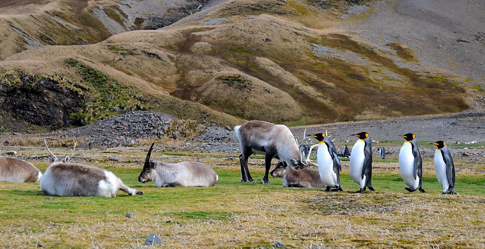 Die Rentiere zertreten Pflanzen und Gelege der Vögel und bedrohen die einheimische Tierwelt.