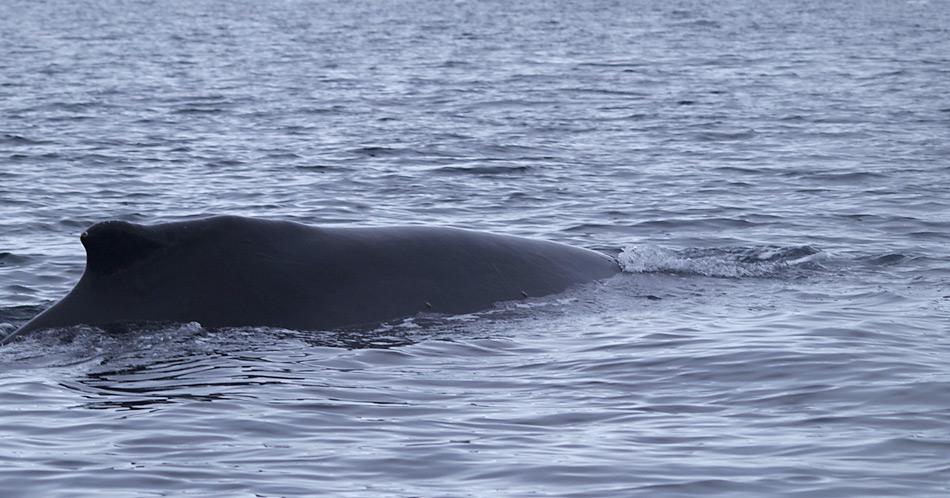 Buckelwale finden auch in den Wintermonaten in der Antarktis genügend Krill. Foto: ITAW/Helena Feindt