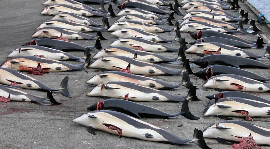 Tierschützer argumentieren damit, dass der Grindwalfang nicht nur besonders grausam sei, sondern angesichts der Versorgungslage der Färöer völlig unnötig. Zusätzliche Argumentationshilfe liefert ein Gutachten des färöischen Gesundheitsministeriums, das inzwischen vor übermässigem Genuss von Grindwalfleisch warnt, da es mit Quecksilber und PCB angereichert ist.