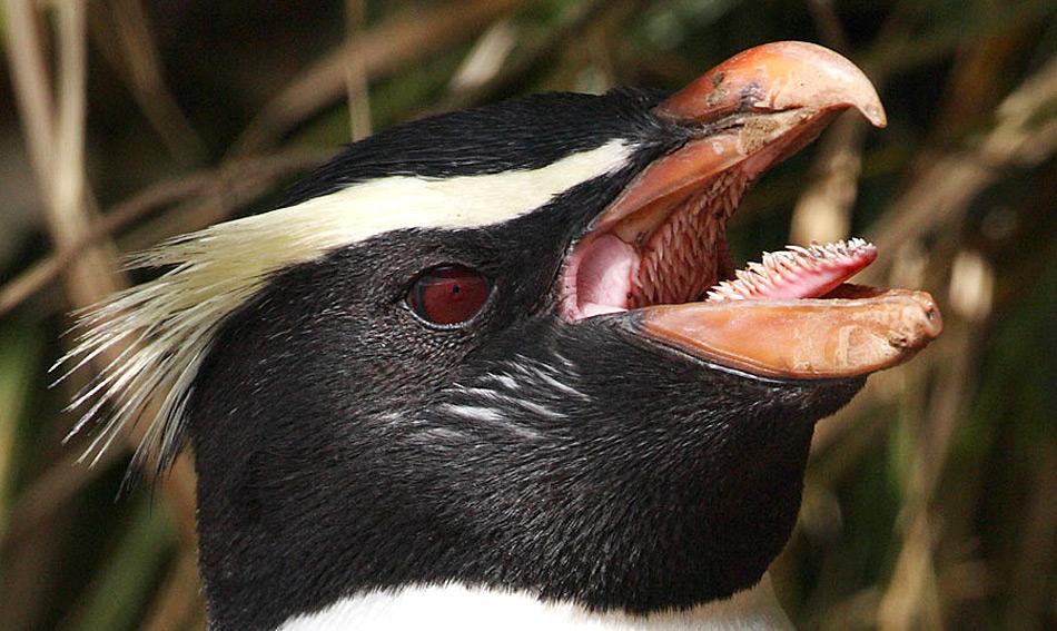 Pinguine sind exzellente JÃ¤ger im Wasser und haben sich entsprechend angepasst. Dies gilt auch fÃ¼r ihre Zunge.