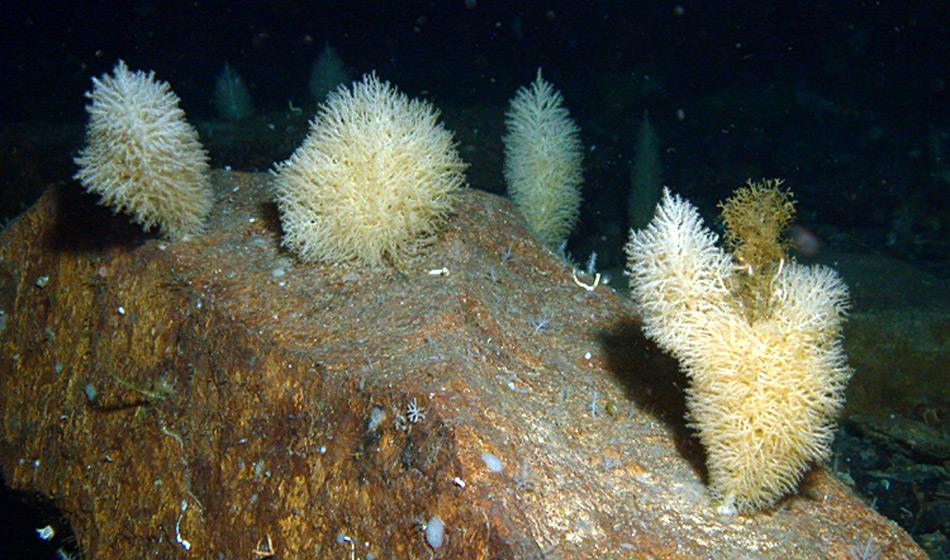 Hornkoralle im Weddell Meer. Diese korallenverwandten Nesseltiere können interessanterweise auch auf Weichböden gut leben. Hier haben sie sich aber einen grossen Stein als Substrat «ausgesucht». Foto: Julian Gutt, AWI