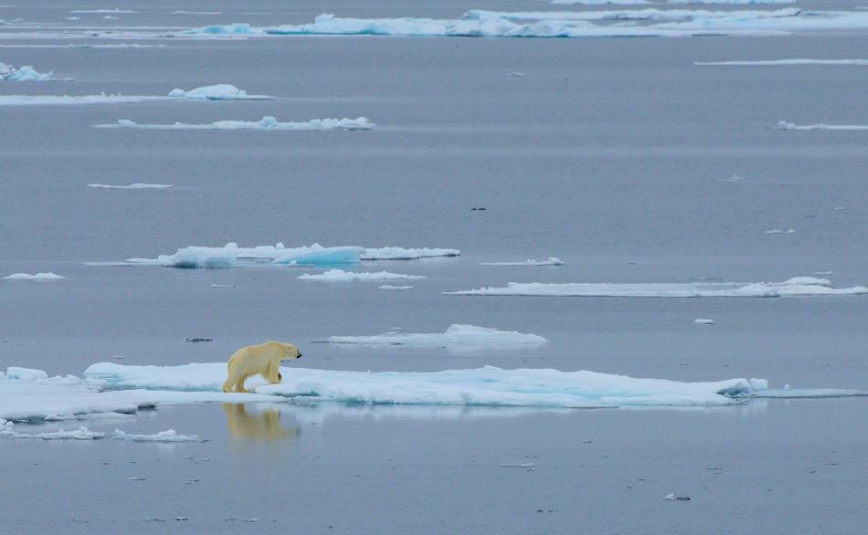 Viele arktische Bewohner haben sich an ein Leben auf dem Meereis  angepasst. Daher wird der Verlust dieses wichtigen Lebensraumes negative Effekte auf verschiedenen Ebenen des arktischen  Ãkosystems haben, besonders auf ikonische Arten wie den EisbÃ¤ren. Bild: Michael Wenger