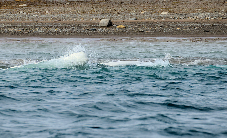 Belugas sind Zahnwale, die in grossen Gruppen vorkommen. Normalerweise findet man sie nahe der Packeisgrenze, doch im Herbst sammeln sie sich in Scharen entlang der kanadischen KÃ¼ste zur Paarung. Bild: Michael Wenger