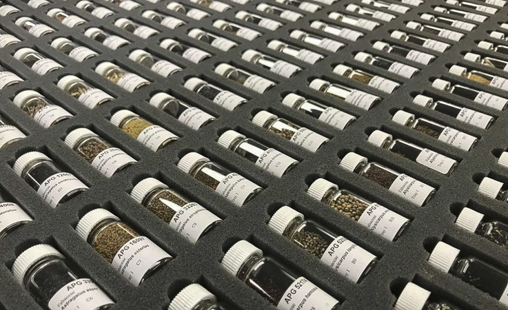 Australische Samensammlung auf dem Weg zum eisigen SaatgutTresor in