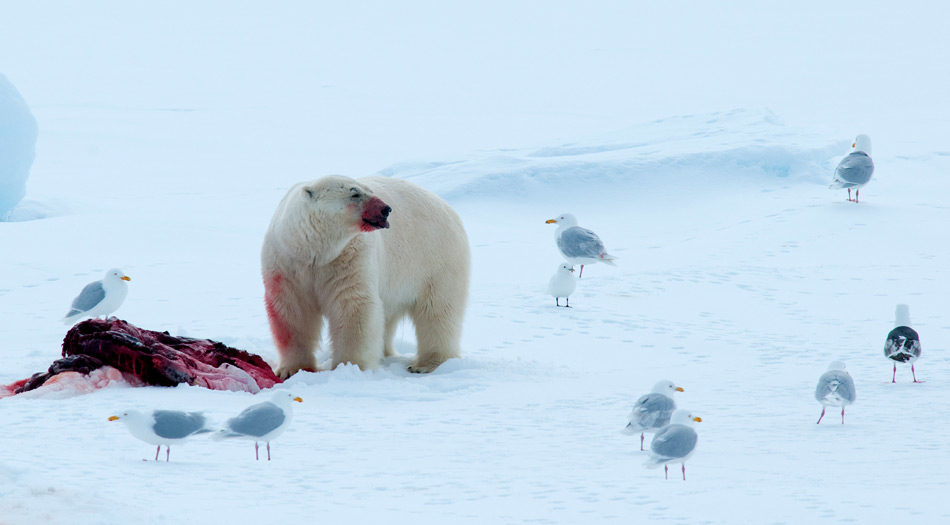 Die Hauptnahrung der Eisbären besteht aus Robben, dabei beteiligen sich regelmässig Möwen am Mal.