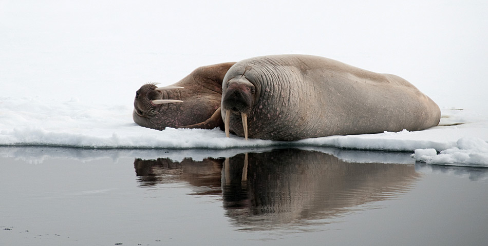 Nicht nur Eisbären sind ein Anziehungspunkt der Besucher, auch Walrosse sind ein beliebtes Fotosujet.