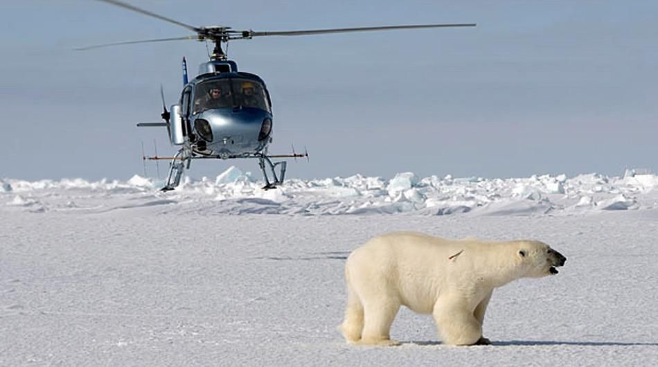 Toter Eisbär durch Betäubung?