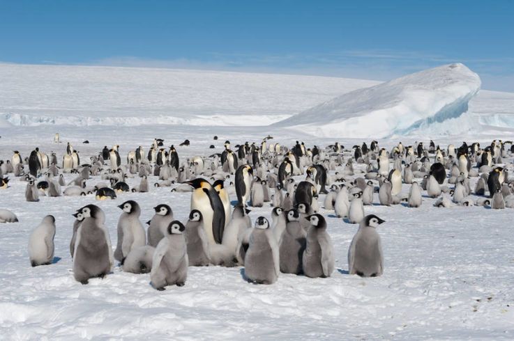 Wenn die Erderwu00e4rmung mit derzeitigem Tempo voranschreitet, ku00f6nnten Kaiserpinguine bis zum Ende