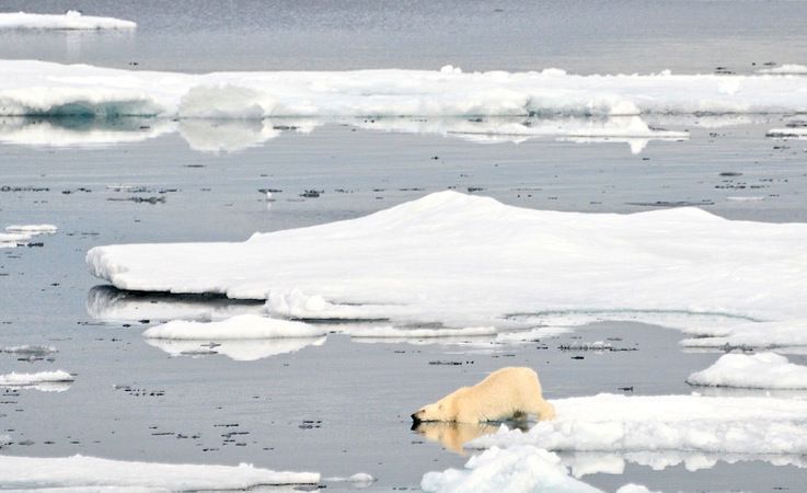 Die Eisbu00e4ren in Ostgru00f6nland gelten als eigene Subpopulation, die sich aufgrund mangelnder